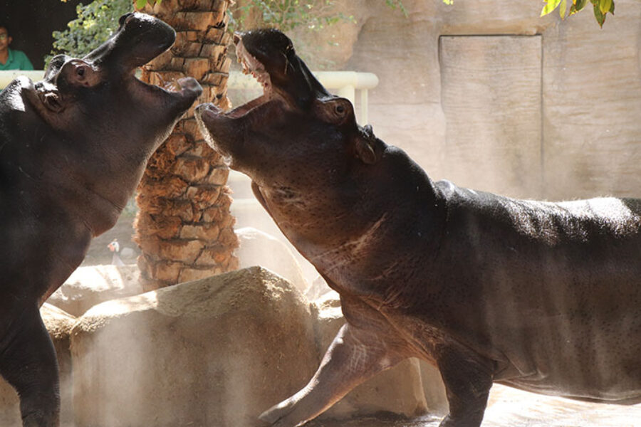 Emirates Park Zoo